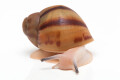 Archachatina marginata ovum typ 1 leucistic juvenil